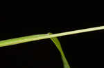 Prairie panicgrass